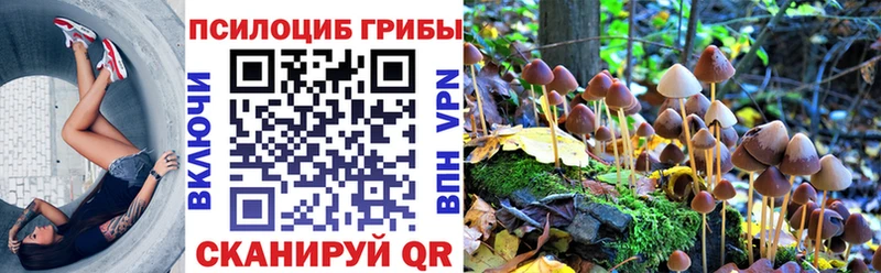 купить наркоту  Ардон  Псилоцибиновые грибы мицелий 